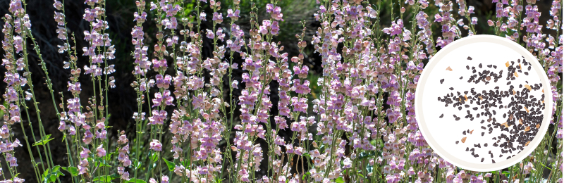 Tall stalks of light pink penstemon flowers with foliage outside with a circle of seeds