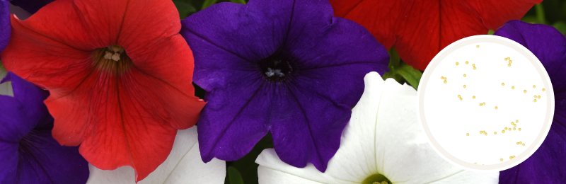 Close up of red, purple, and white petunia flowers with a circle with seeds