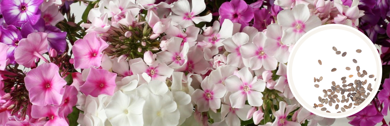 A variety of variegated phlox flowers in pinks, purples, and white with a circle with seeds