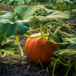 small growing pumpkin