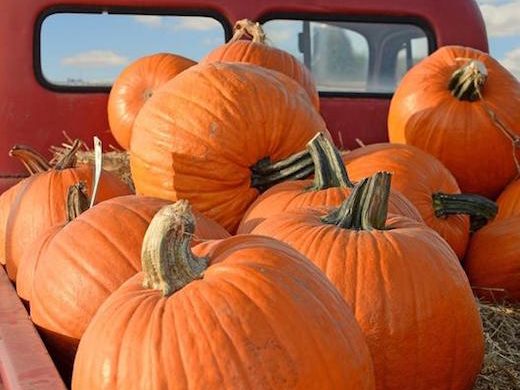 Plant Pumpkins Soon For Halloween