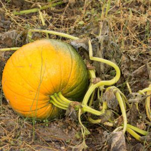 pumpkin on a vine