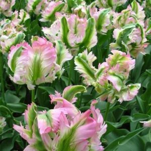 parrot tulips