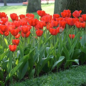 line of red tulips