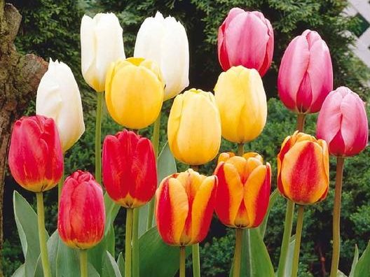 For Tulips Next Spring, Plant Bulbs in the Fall