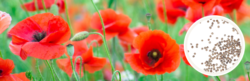 Close up of a few red poppy flowers with green foliage around them with a circle with seeds