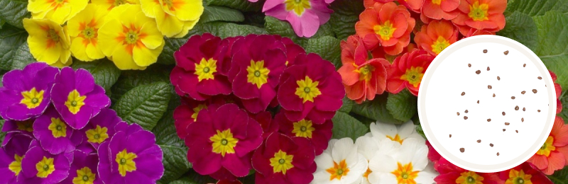 Bundles of flowers in red, yellow, orange, purple and white with green foliage with a circle with seeds