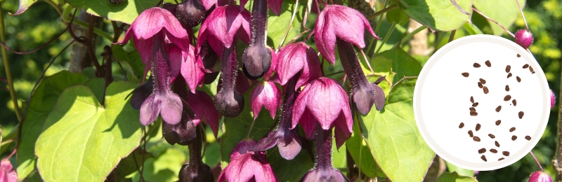 Purple Bell Vine Seeds