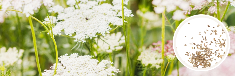 Queen Anne’s Lace Seed