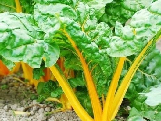 5 Questions to Answer Before Buying Vegetable Seeds