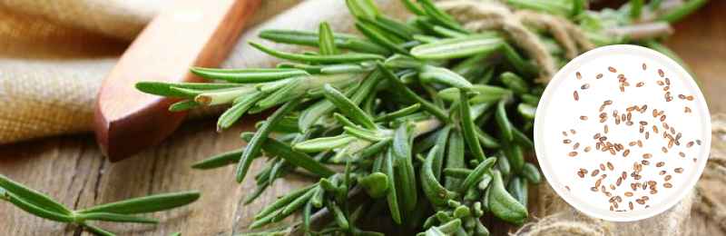 Rosemary Seeds