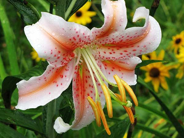 Salmon Star – Spectacular new Oriental Lily that lives up to its name