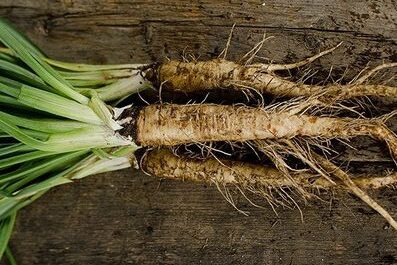 salsify pulled from the ground