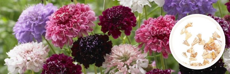 Scabiosa Seed