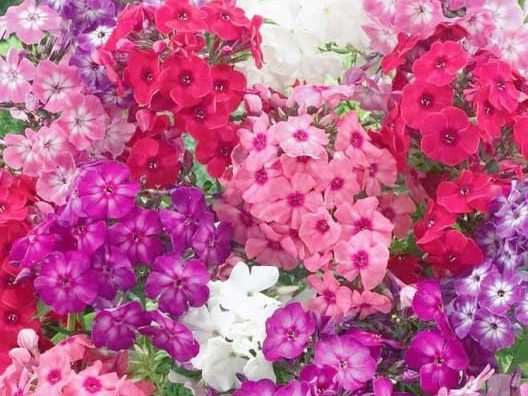 What’s your Phlox IQ?