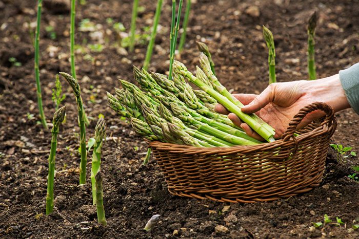 asparagus mary washington