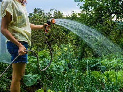 Create a Food Forest