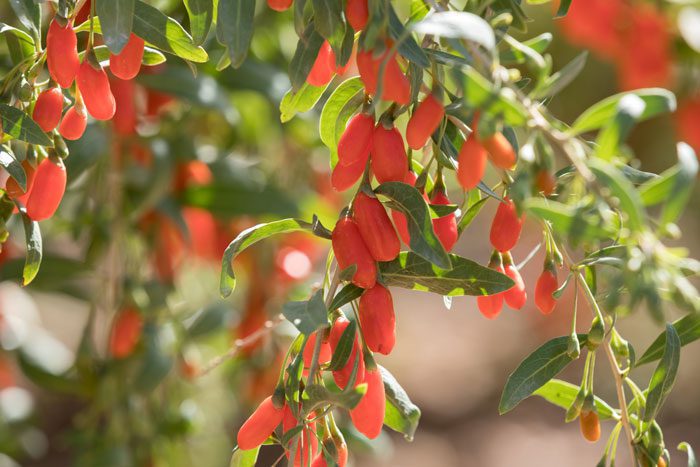 goji berry plant