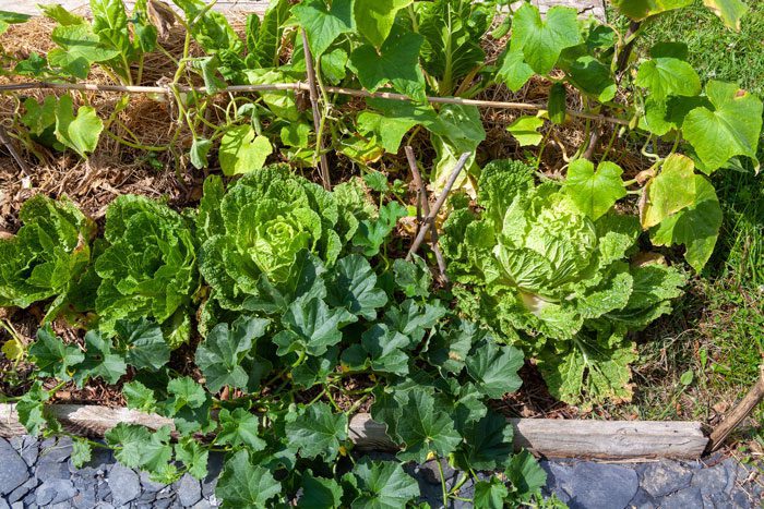 vegetable garden