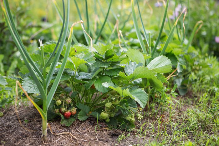 ground cover veggies