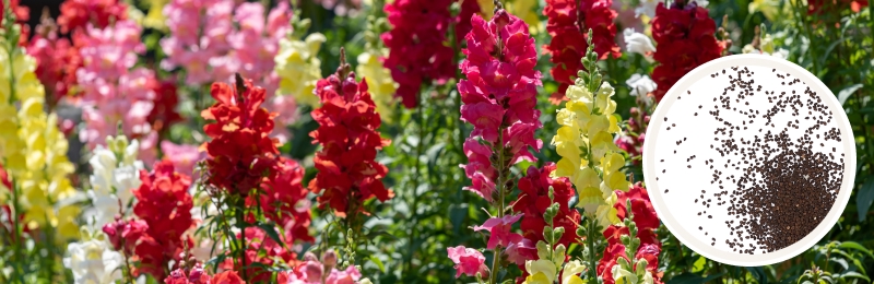 Tall stalks of red, yellow white, and pink snapdragon flowers with green foliage with a circle with seeds