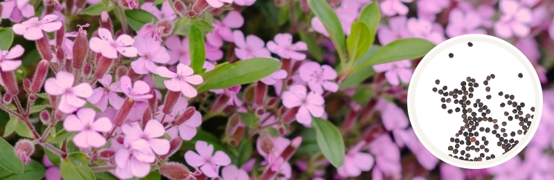 Soapwort Seeds