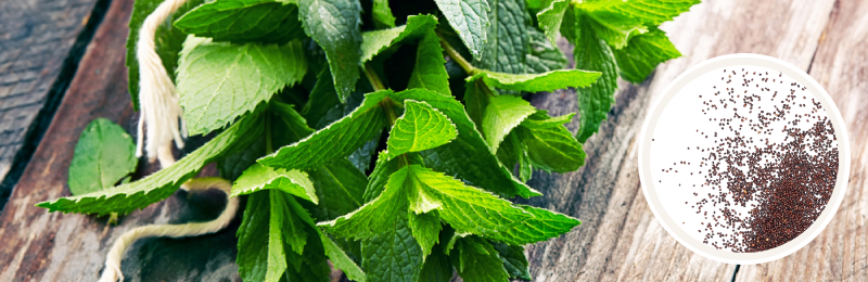 Spearmint Seeds