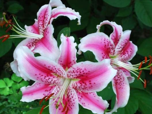 Stargazer, the Most Popular Lily in the World