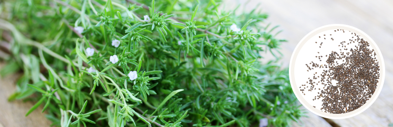 Summer Savory Seeds