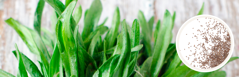 tarragon on table with seeds