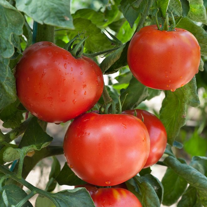 tomato druzba