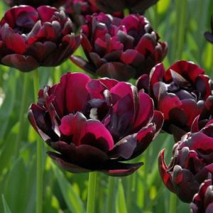 dark red tulips