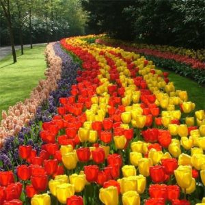 tulip flower field