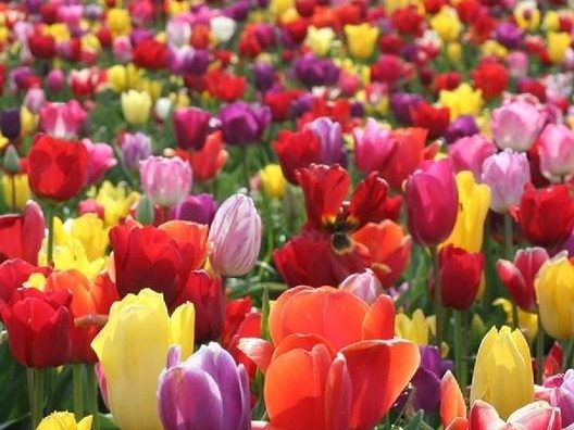 Frequently Asked Questions about Planting Tulip Bulbs