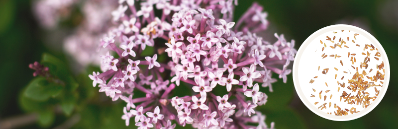 Valerian Seeds