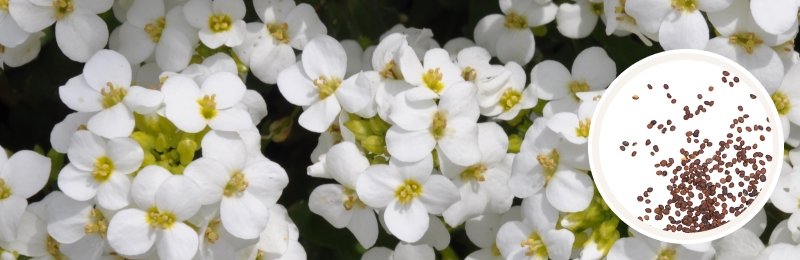 Rock Cress Seeds