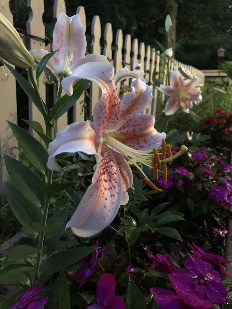 Steak of tiger lilies