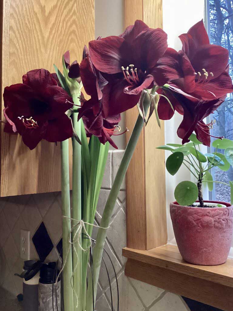 Christmas Amaryllis