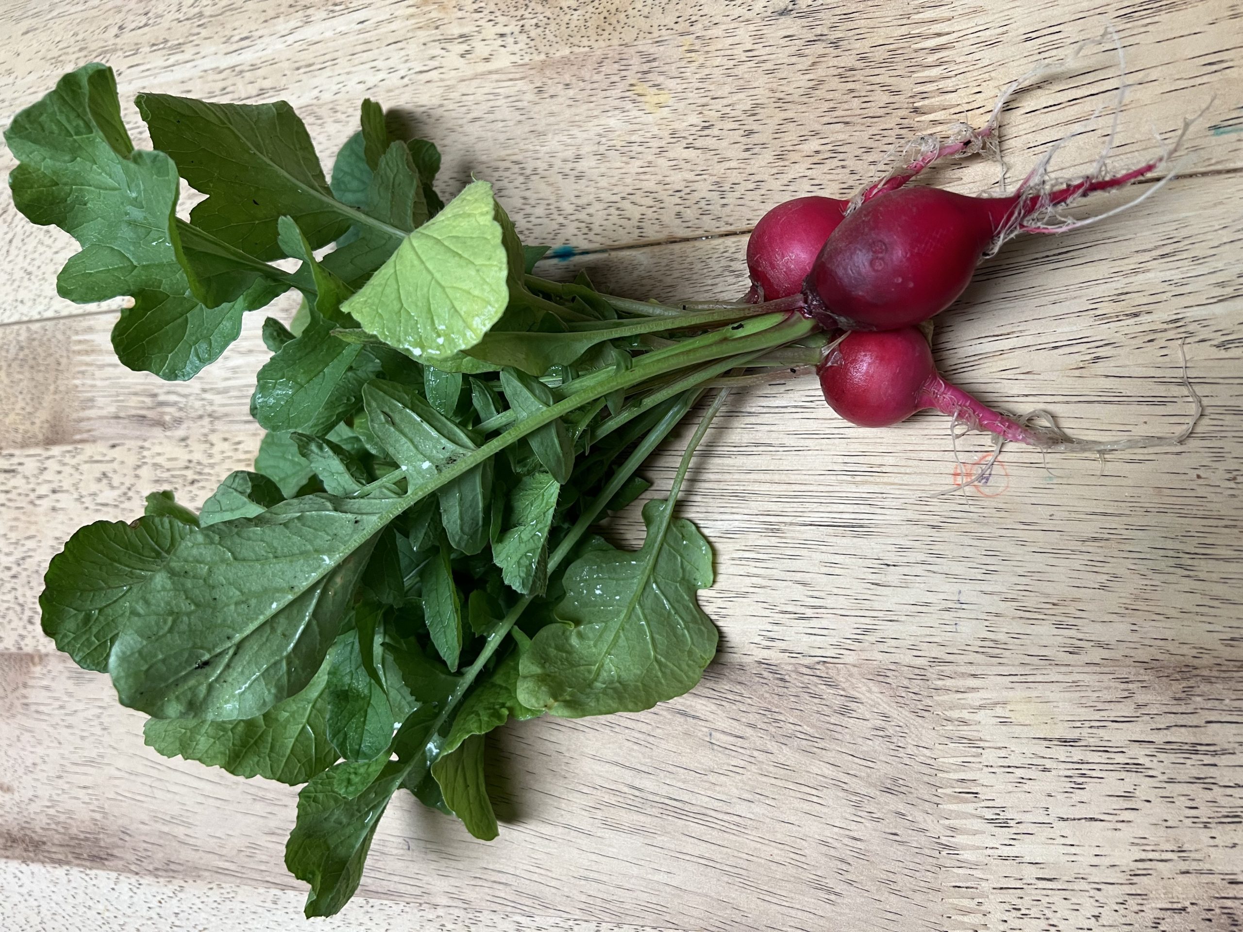 Radishes