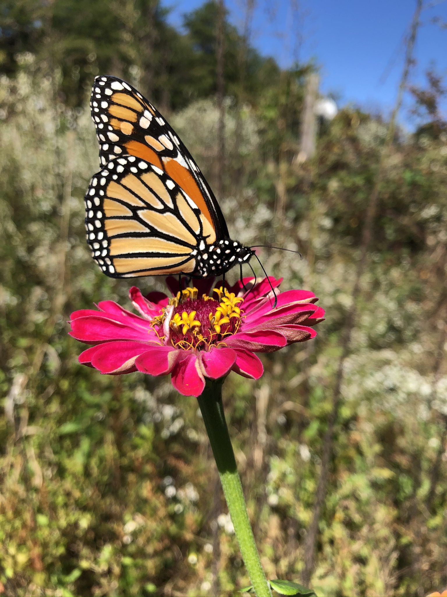 Butterfly on Zinnia