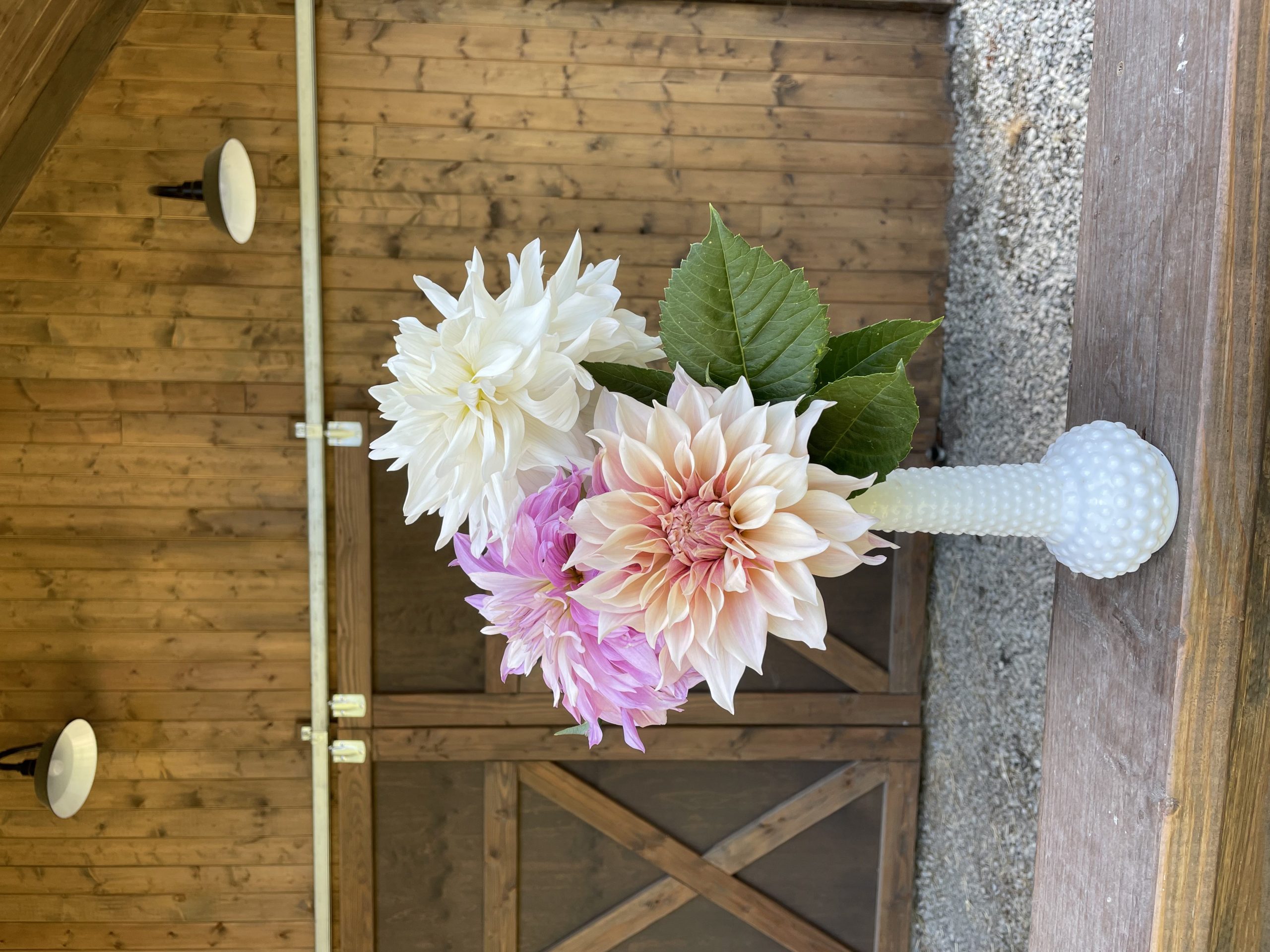 Celestial Mix Dahlias