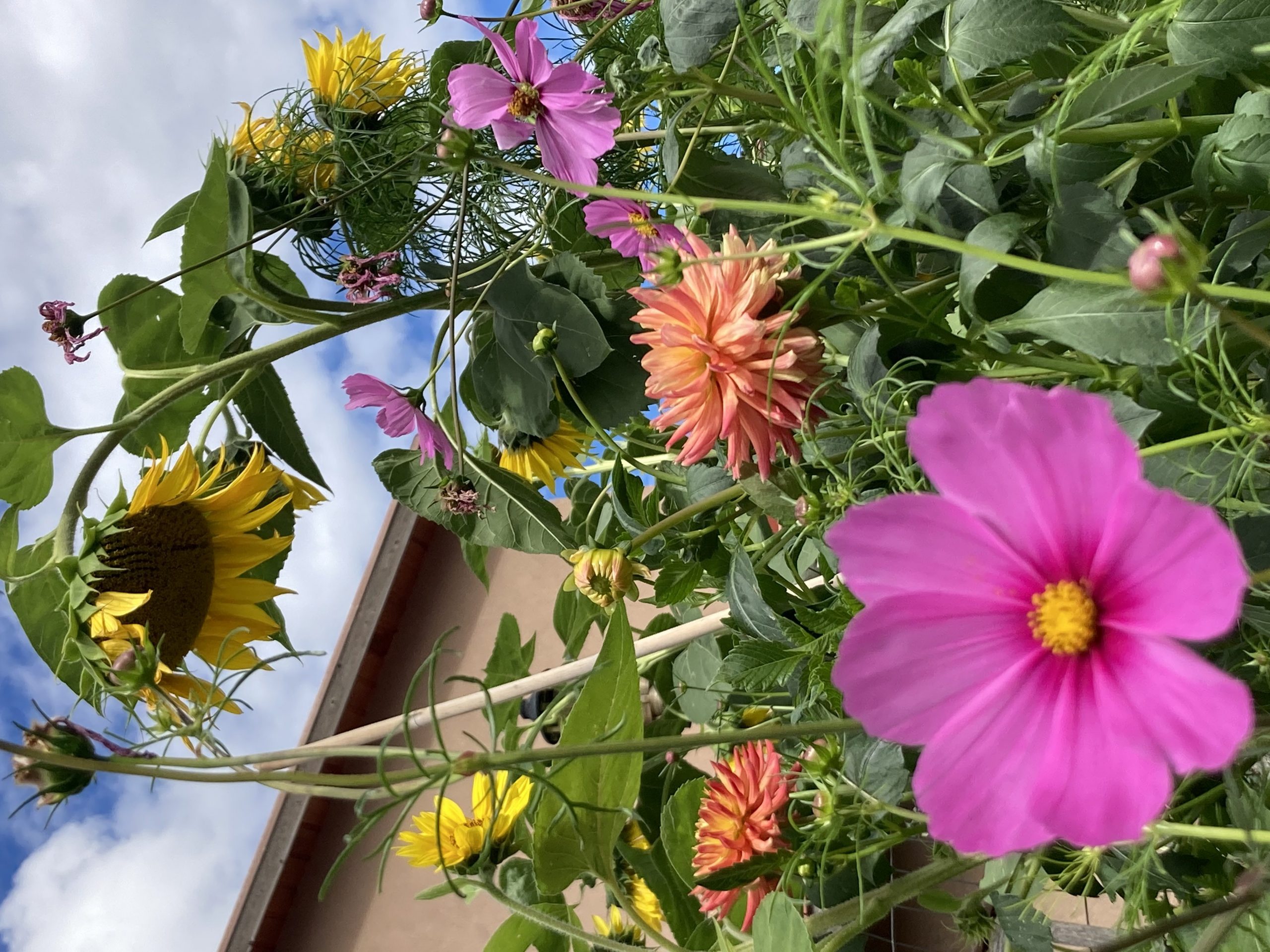 Flowers Reaching the Sky !