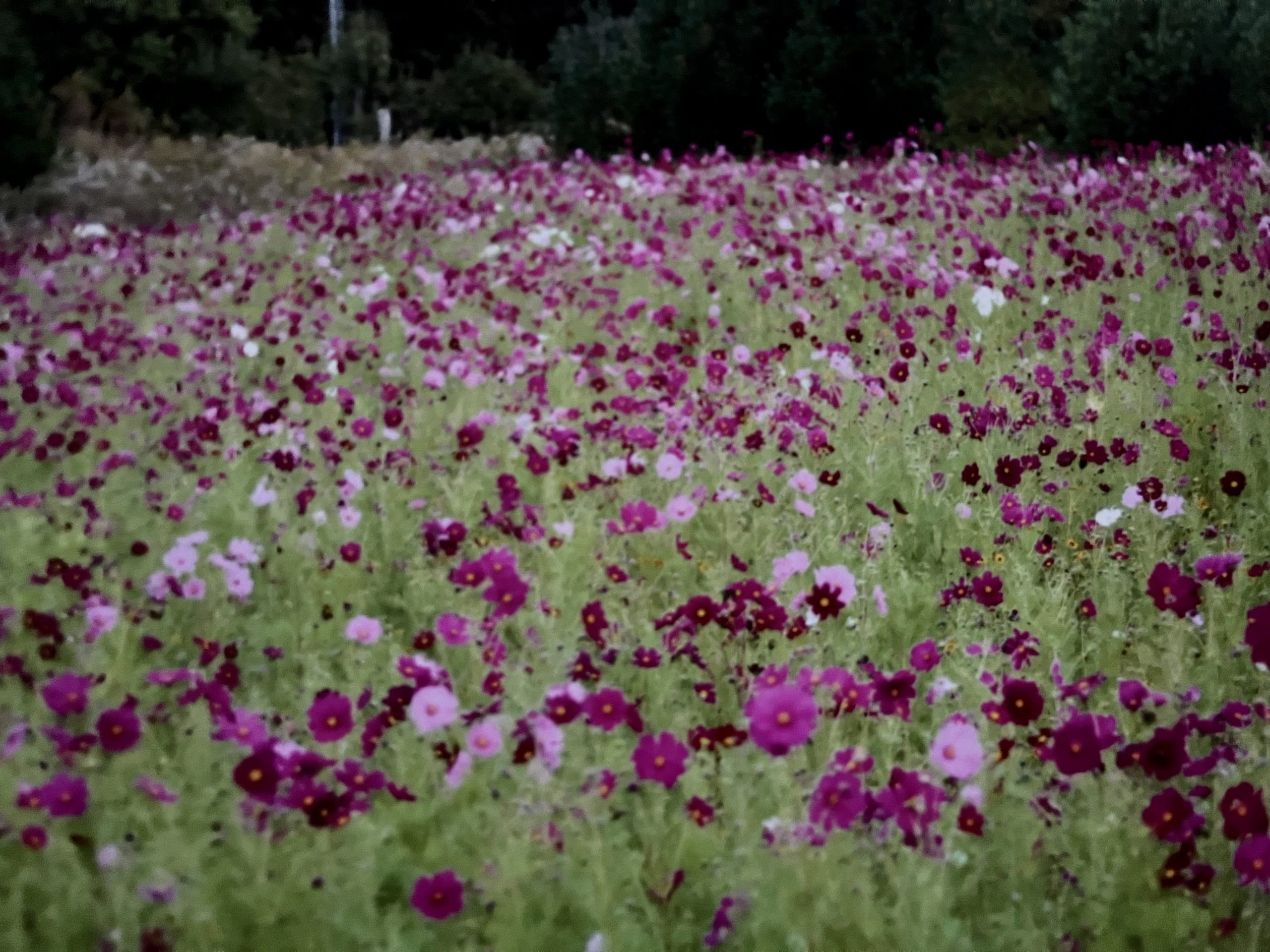 Wildflowers  cosmos