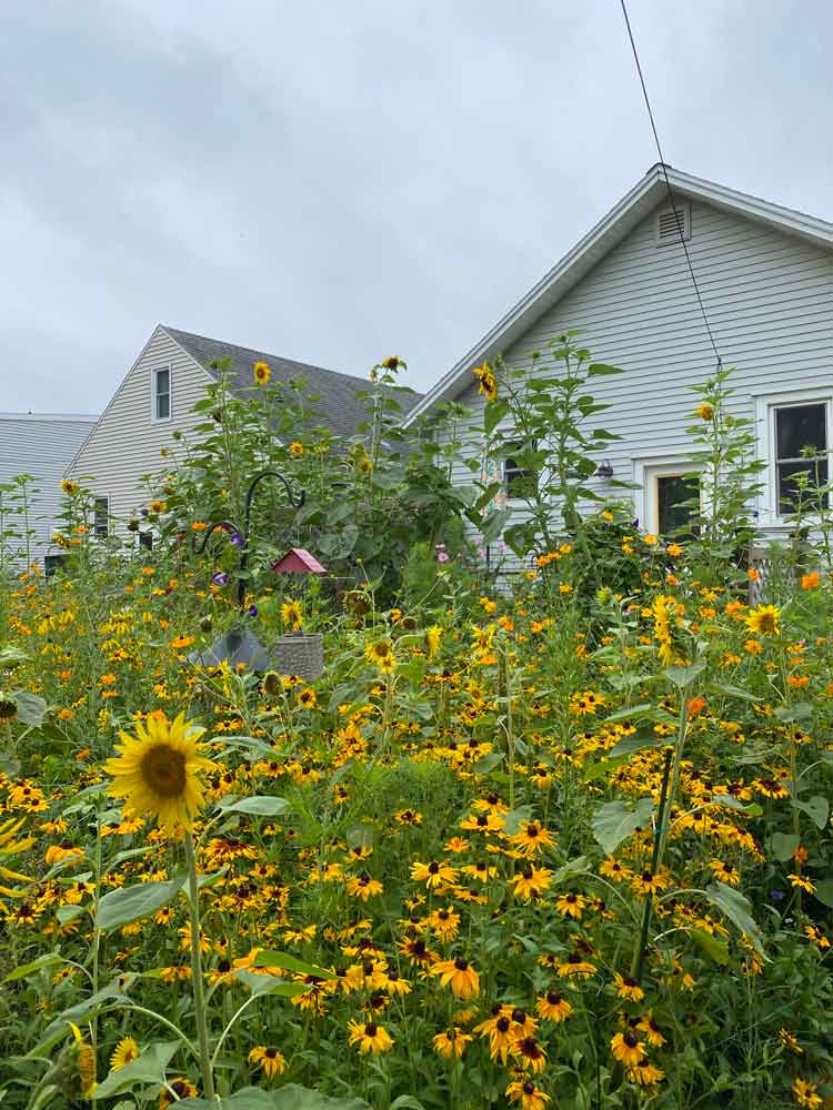 Field of yellow!