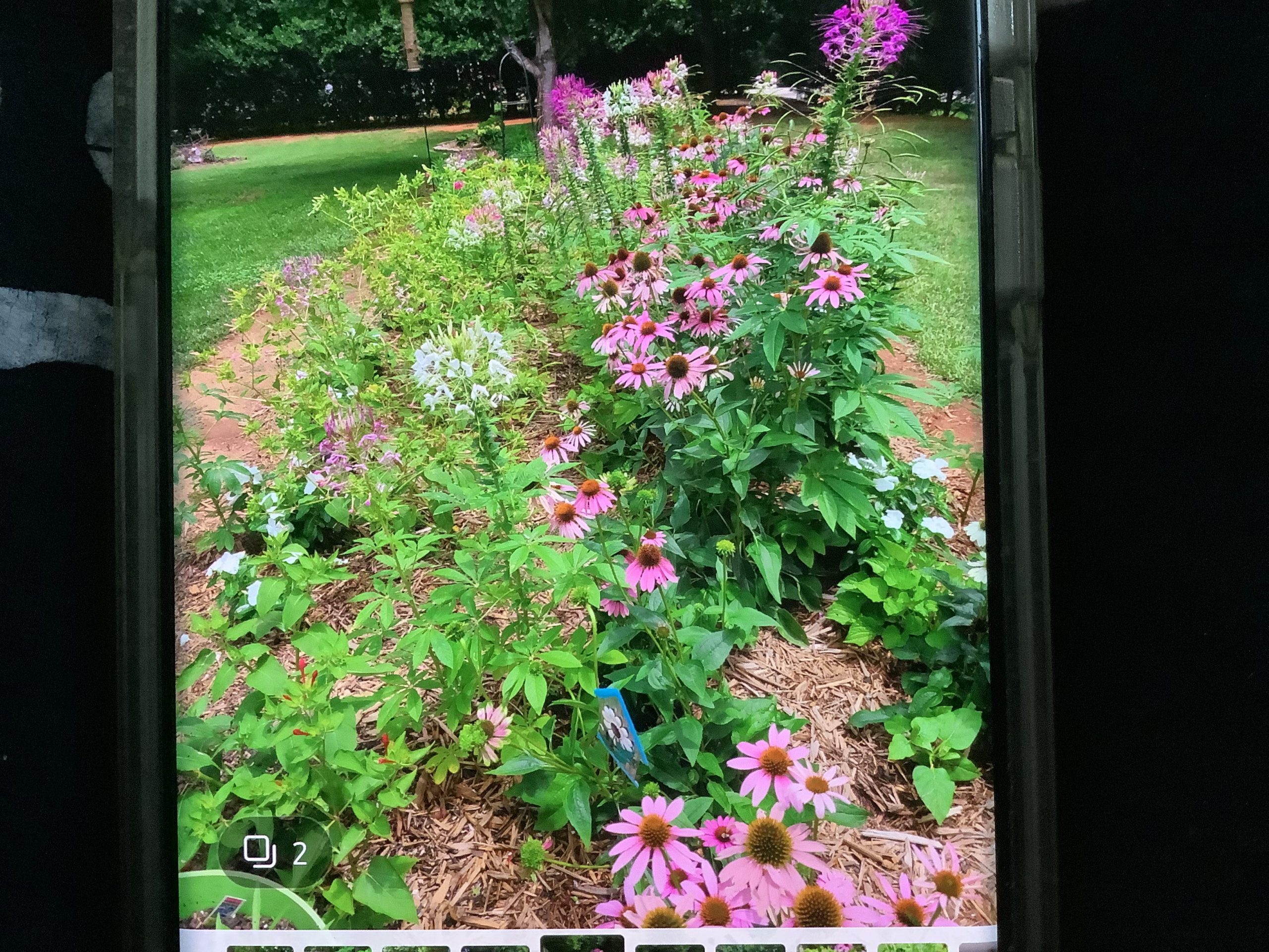 A country girl’s garden