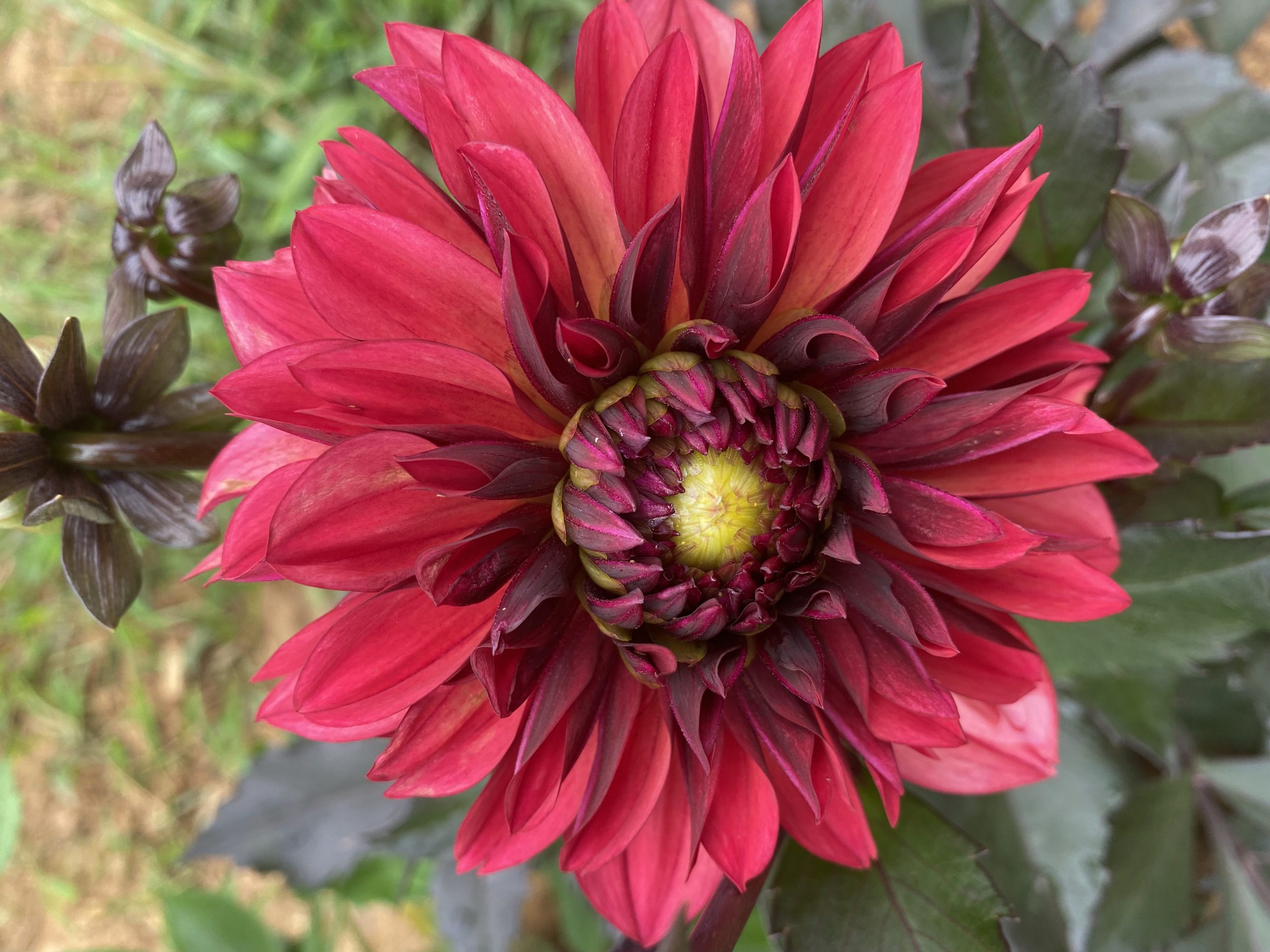 Gorgeous dahlia from Eden Bros!