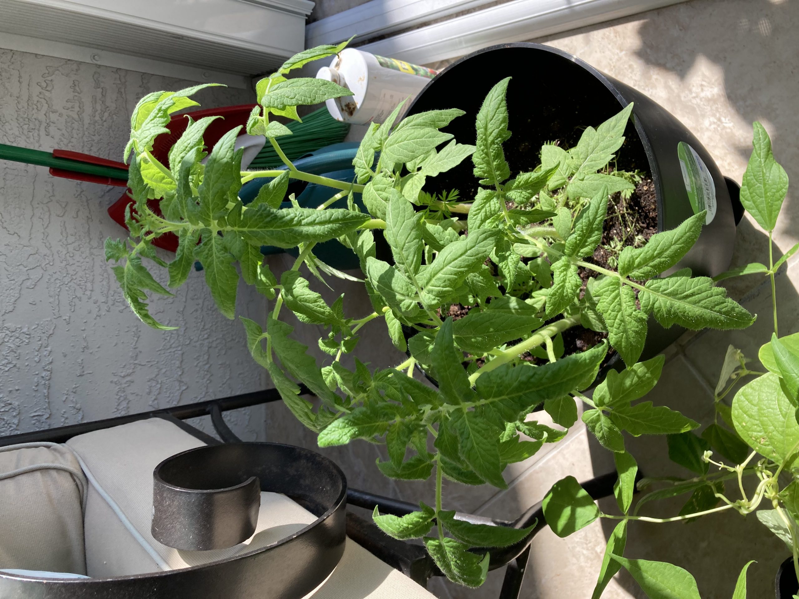 Container garden in Florida