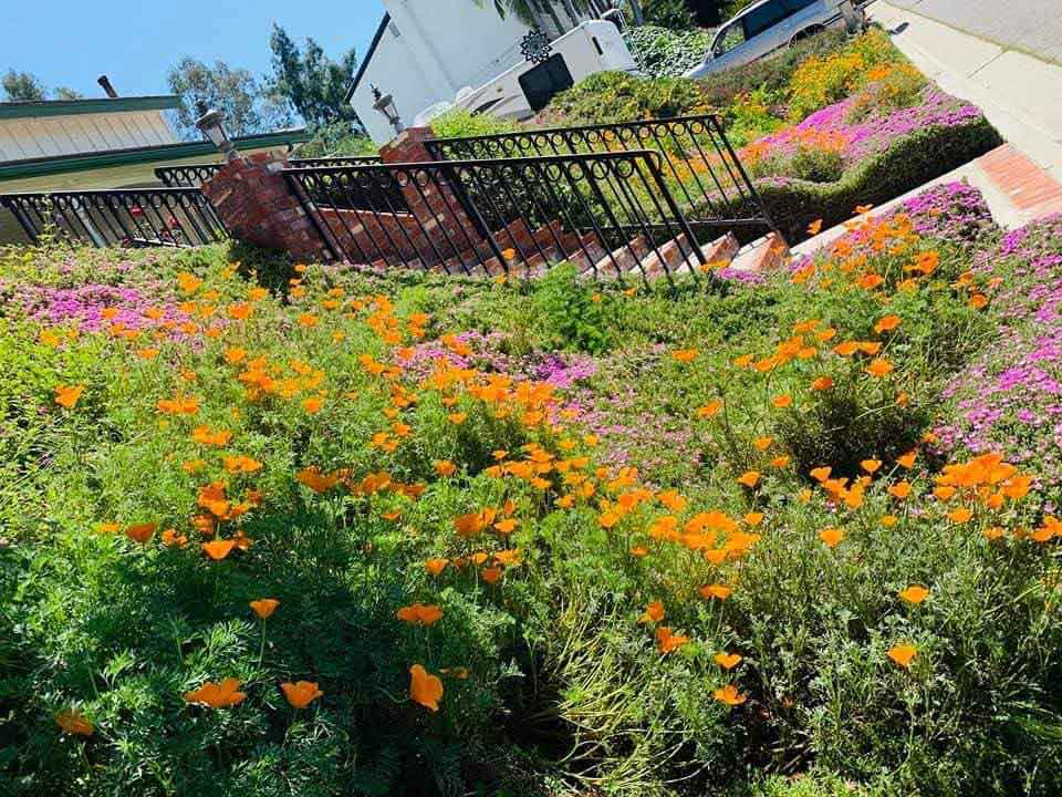 My Poppies field