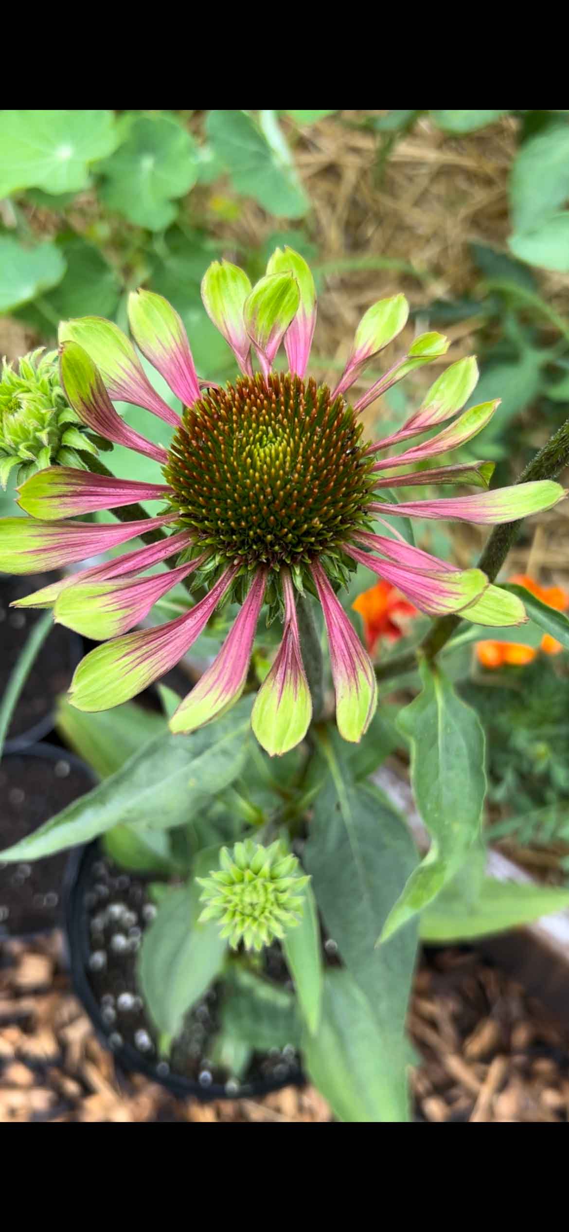 Green twister coneflower echinacea in my garden