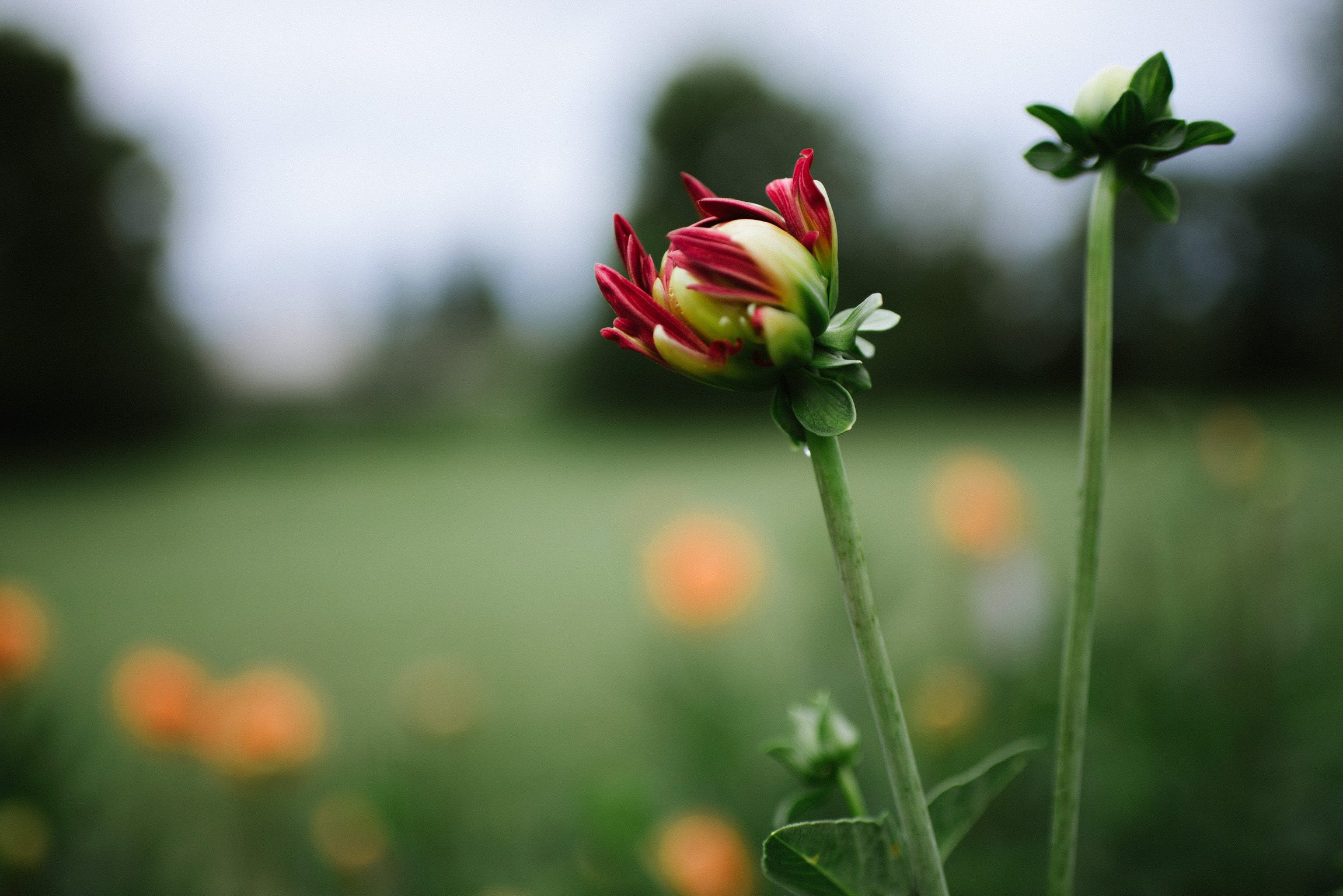 Emerging Dahlia